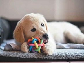 Picture for category Toys